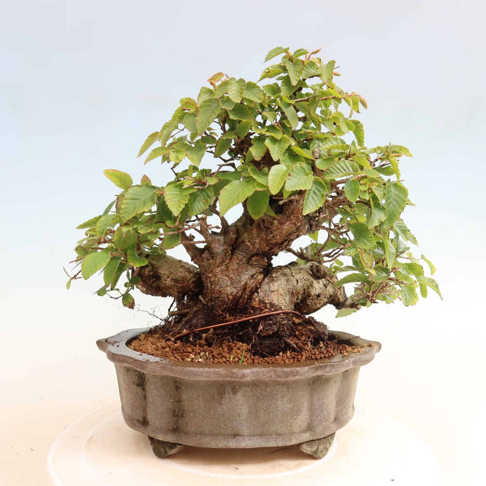 Vonkajšie bonsaje -Carpinus CARPINOIDES - Hrab kórejský