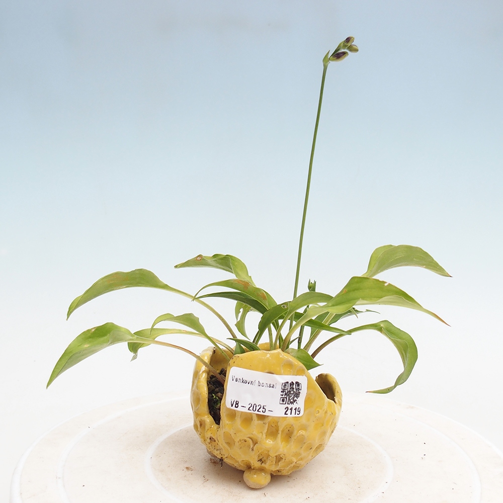 Vonkajšie bonsai - Mini Hosta - Bohyška