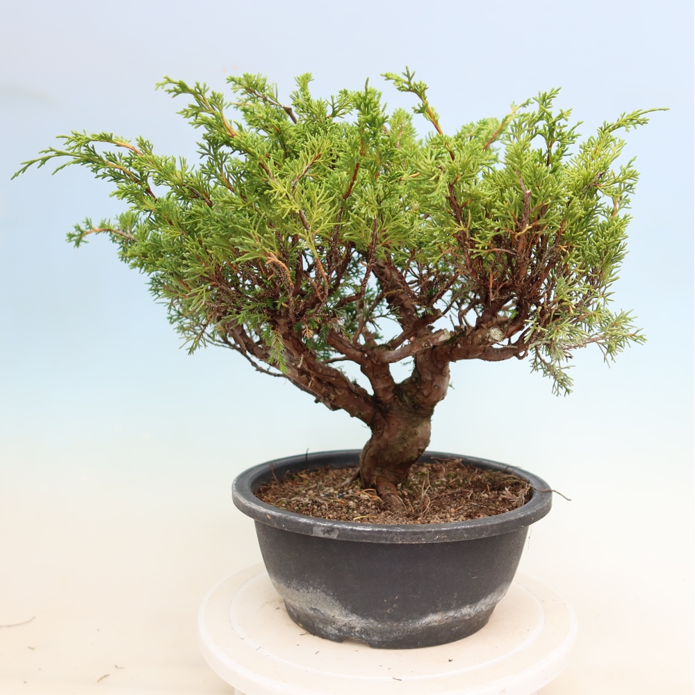 Vonkajší bonsai – Juniperus chinensis Itoigawa – čínsky jalovec