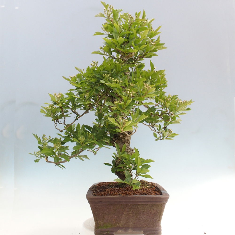 Vonkajší bonsai - Hloh klinovitý - Crataegus cuneata