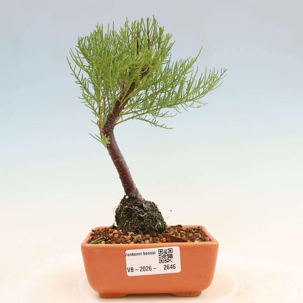 Vonkajšie bonsaje – Tamaryšek – Tamarix