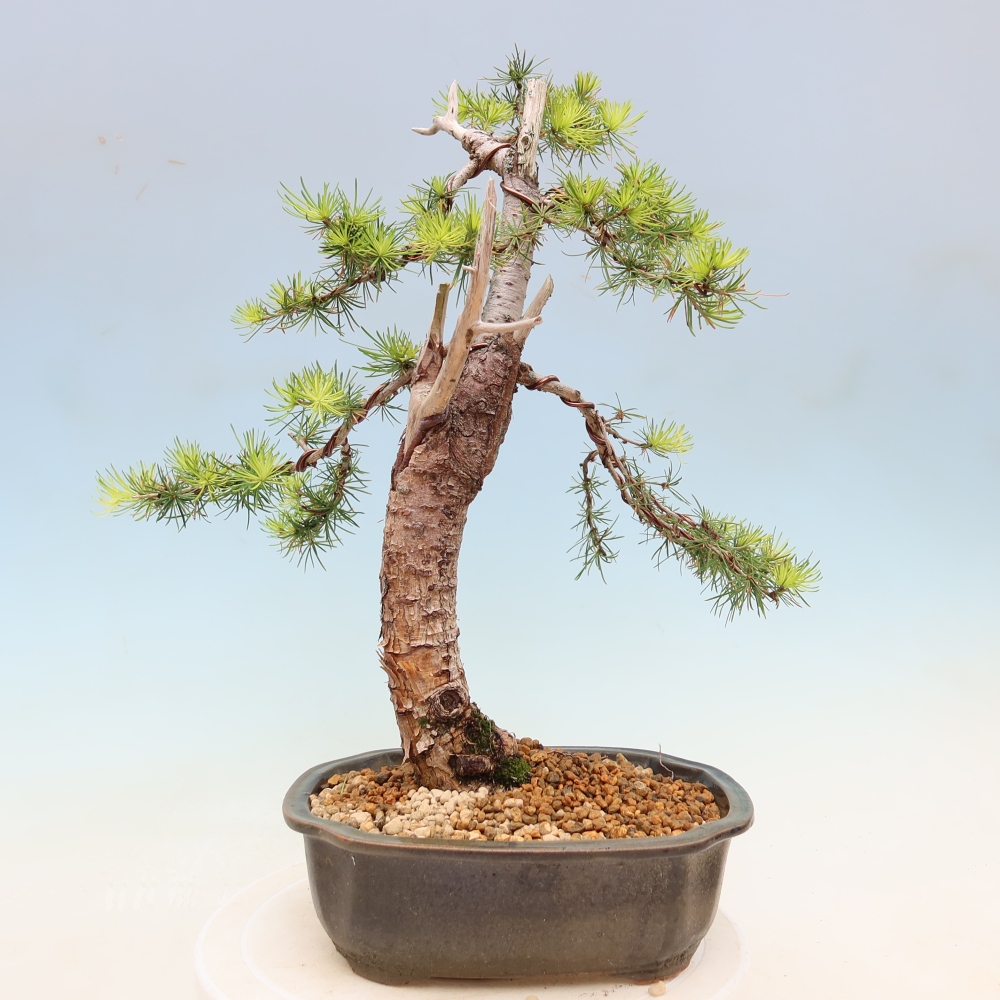 Vonkajšie bonsaje -Larix decidua - Smrekovec