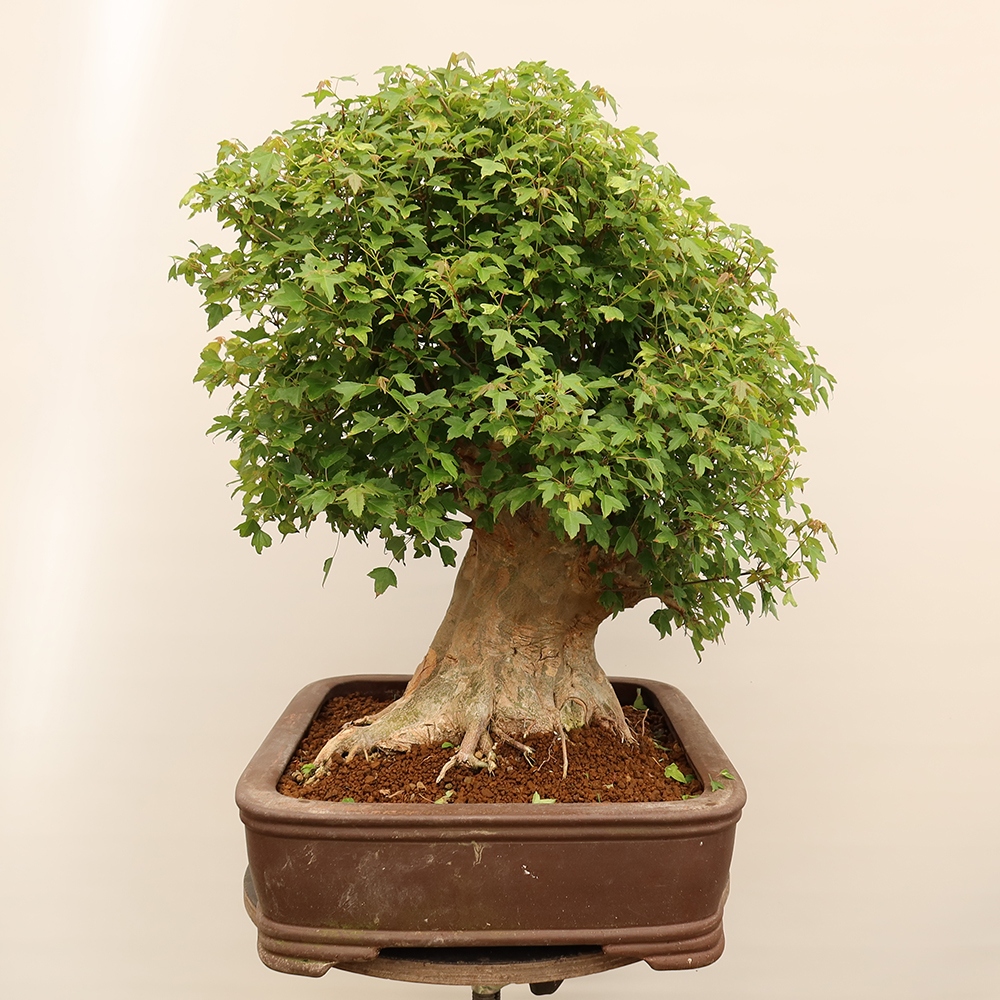 Vonkajšie bonsaje - Javor Burger - Acer Burgerianum