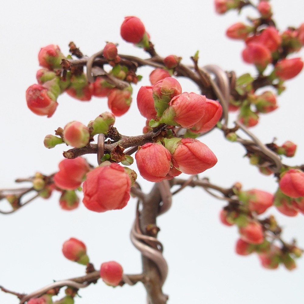 Vonkajšie bonsai - Chaneomeles s. Red Joy - Dulovec