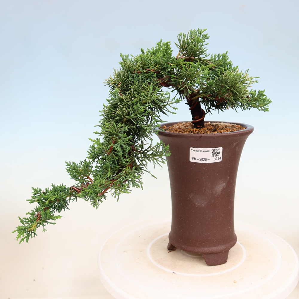 Vonkajší bonsaj - Juniperus chinensis Kishu