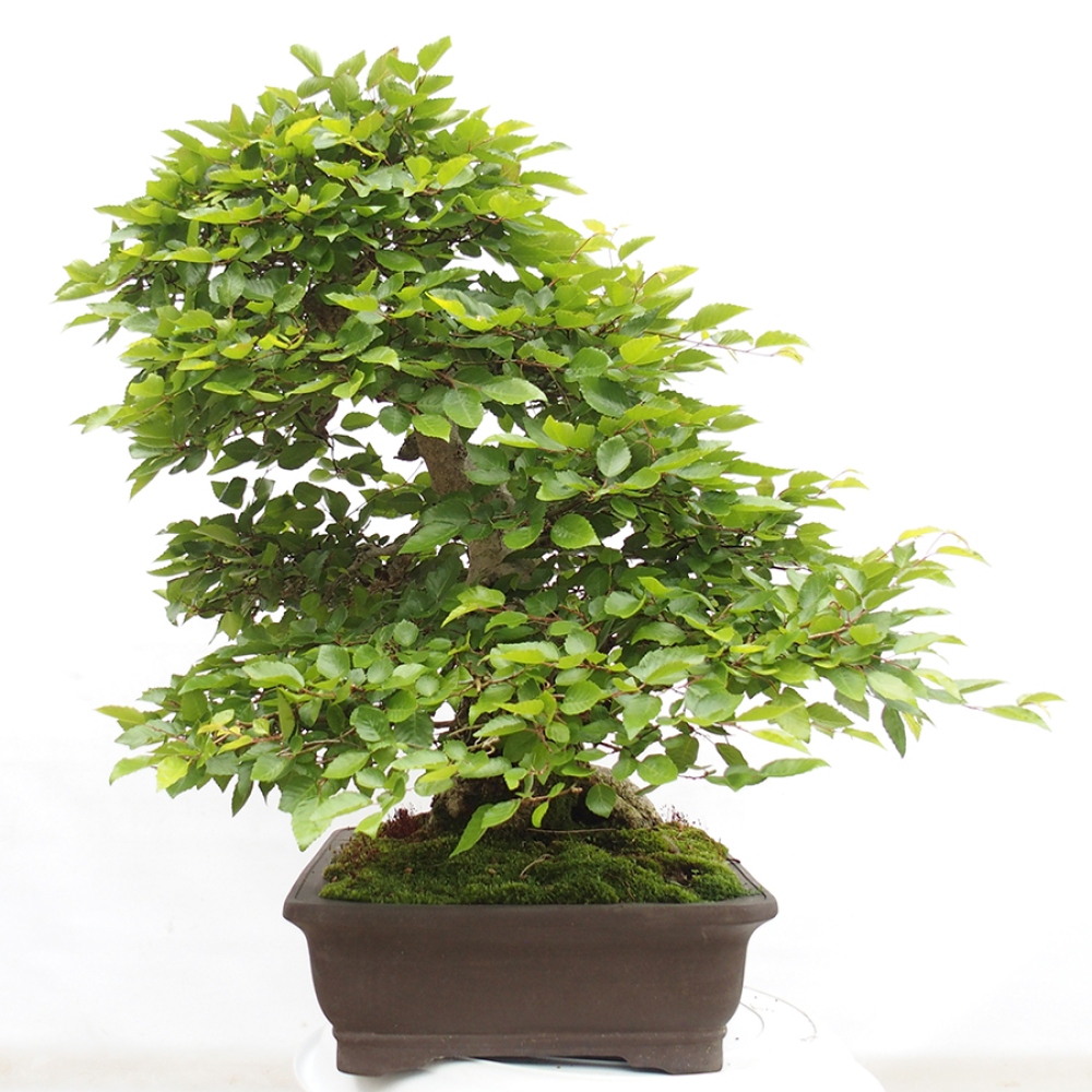 Vonkajší bonsai -Carpinus CARPINOIDES - Hrab kórejský