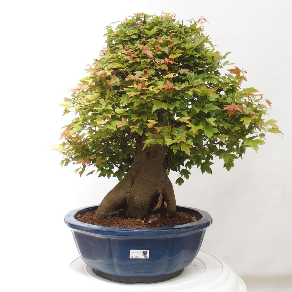 Vonkajšie bonsai - Javor Buergerianum - Javor Burgerův