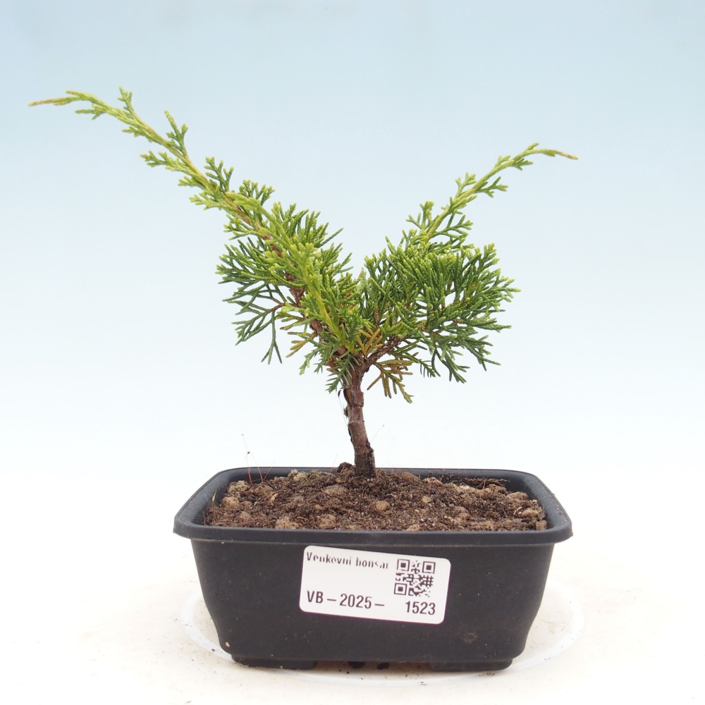 Vonkajší bonsai - Juniperus chinensis Itoigawa -Jalovec čínsky