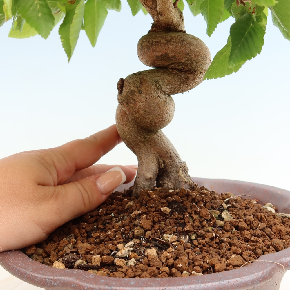 Vonkajší bonsaj -Carpinus coreana - Hrab kórejský