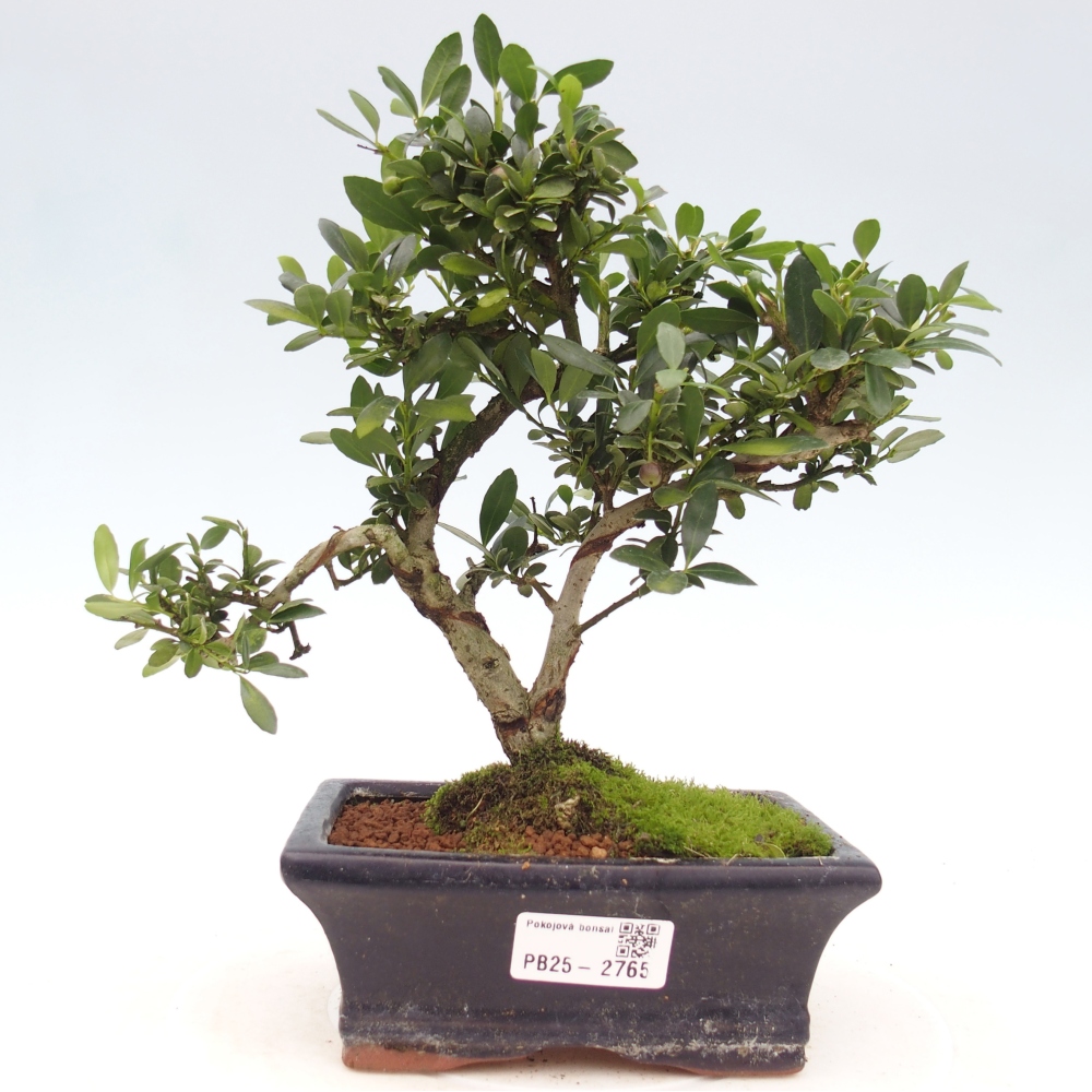 Servis bonsai - Ilex crenata - Cezmína