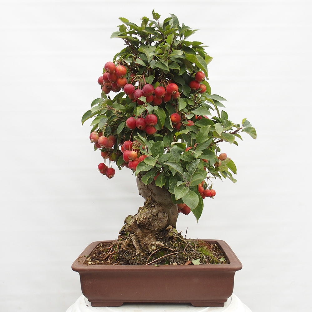 Vonkajší bonsai -Malus halliana - Maloplodá jabloň