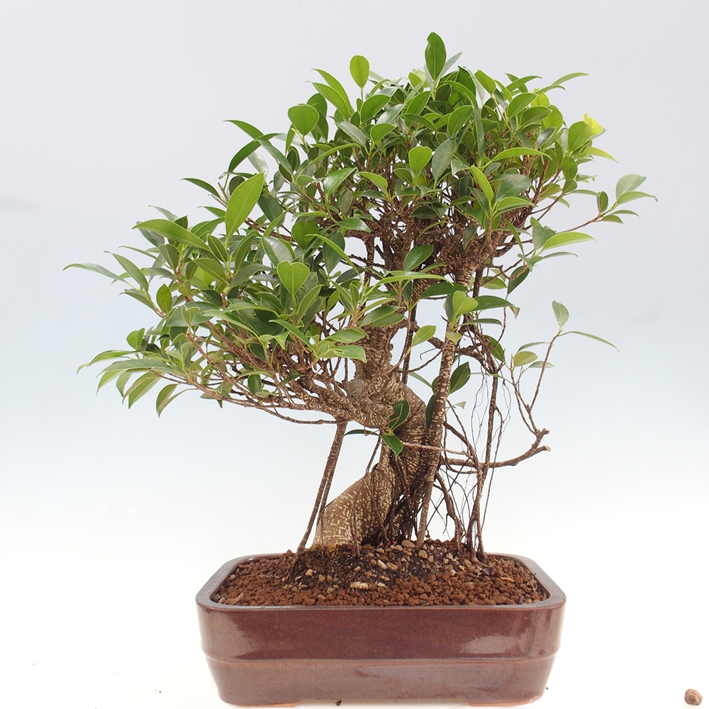 Izbová bonsai - Ficus kimmen - malolistý fikus