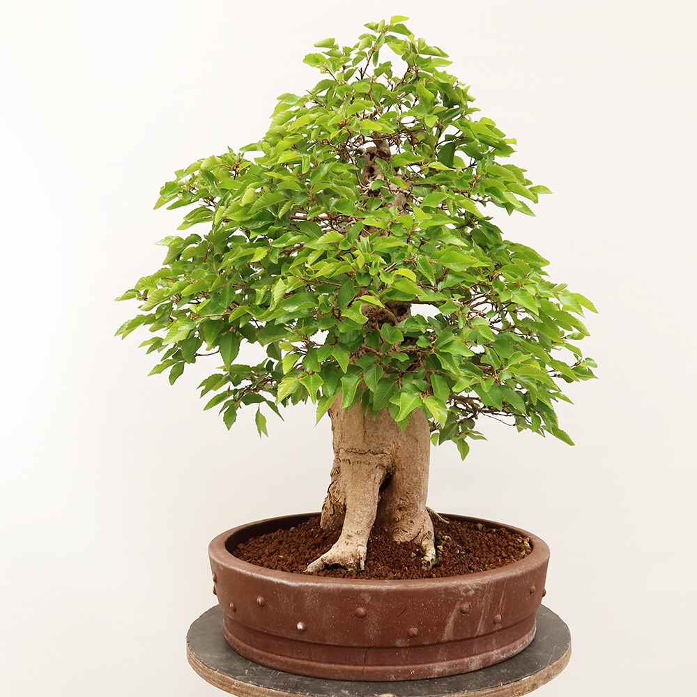 Vonkajší bonsai -Carpinus Coreana - Hrab kórejský
