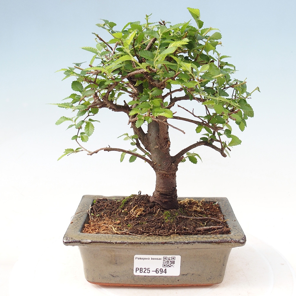 Izbová bonsai - Ulmus parvifolia - Malolistý brest