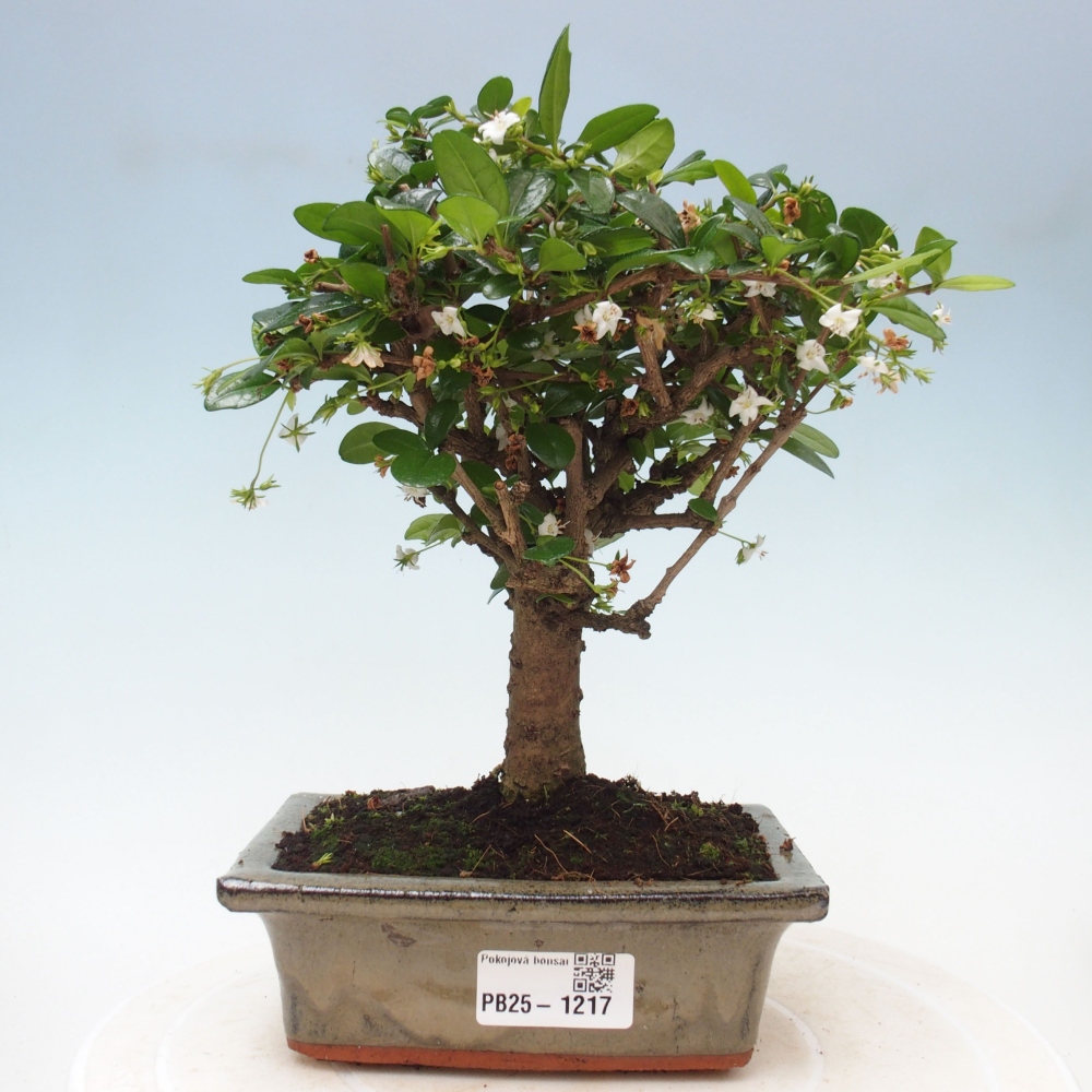 Izbová bonsai - Carmona macrophylla - Čaj fuki