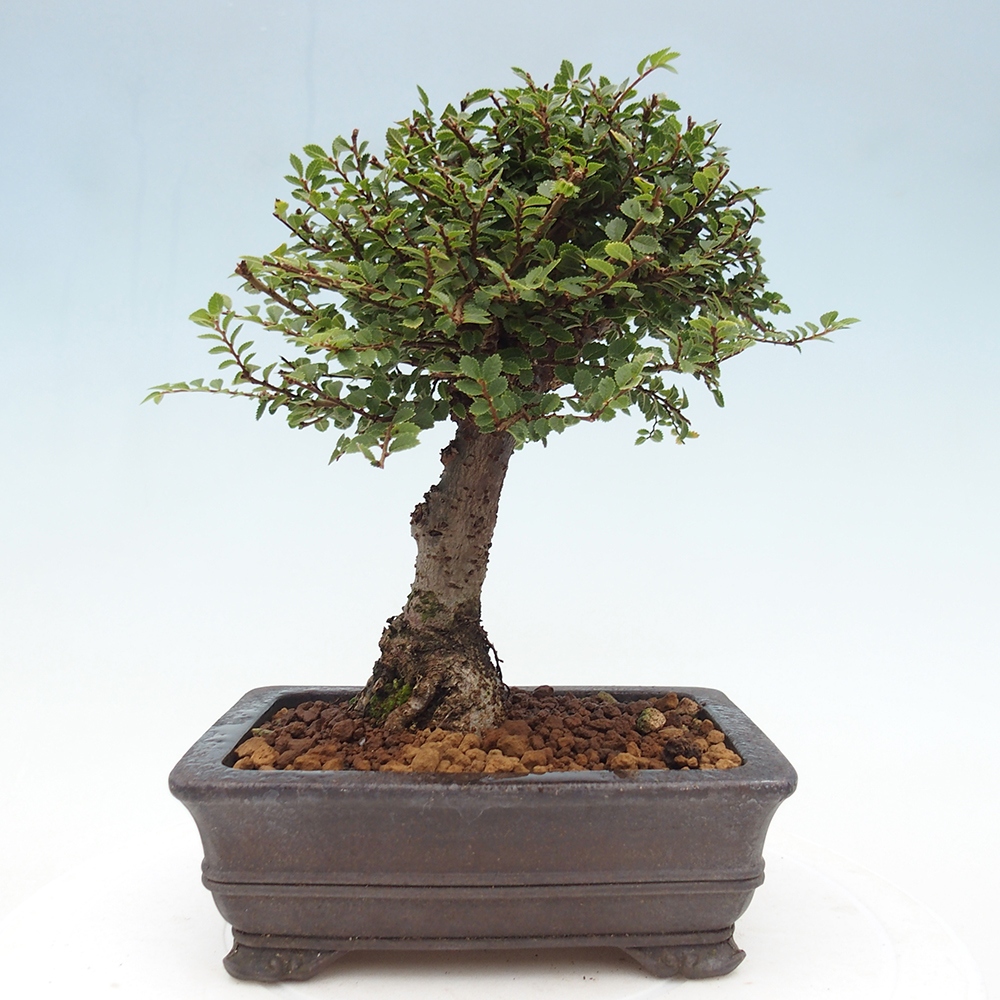Vonkajší bonsaj - Ulmus parvifolia Hokkaido - čínsky brest