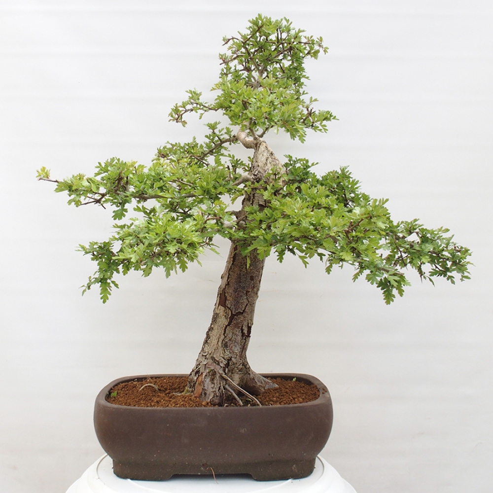 Vonkajší bonsai - Hloh - Crataegus monogyna