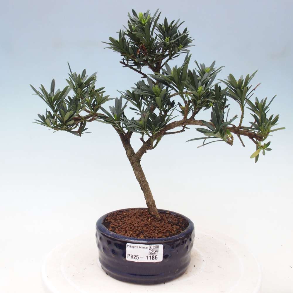 Izbová bonsai - Podocarpus - Kamenný tis