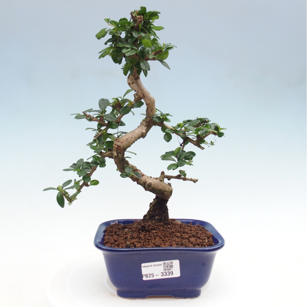 Izbová bonsai - Carmona macrophylla - Čaj fuki
