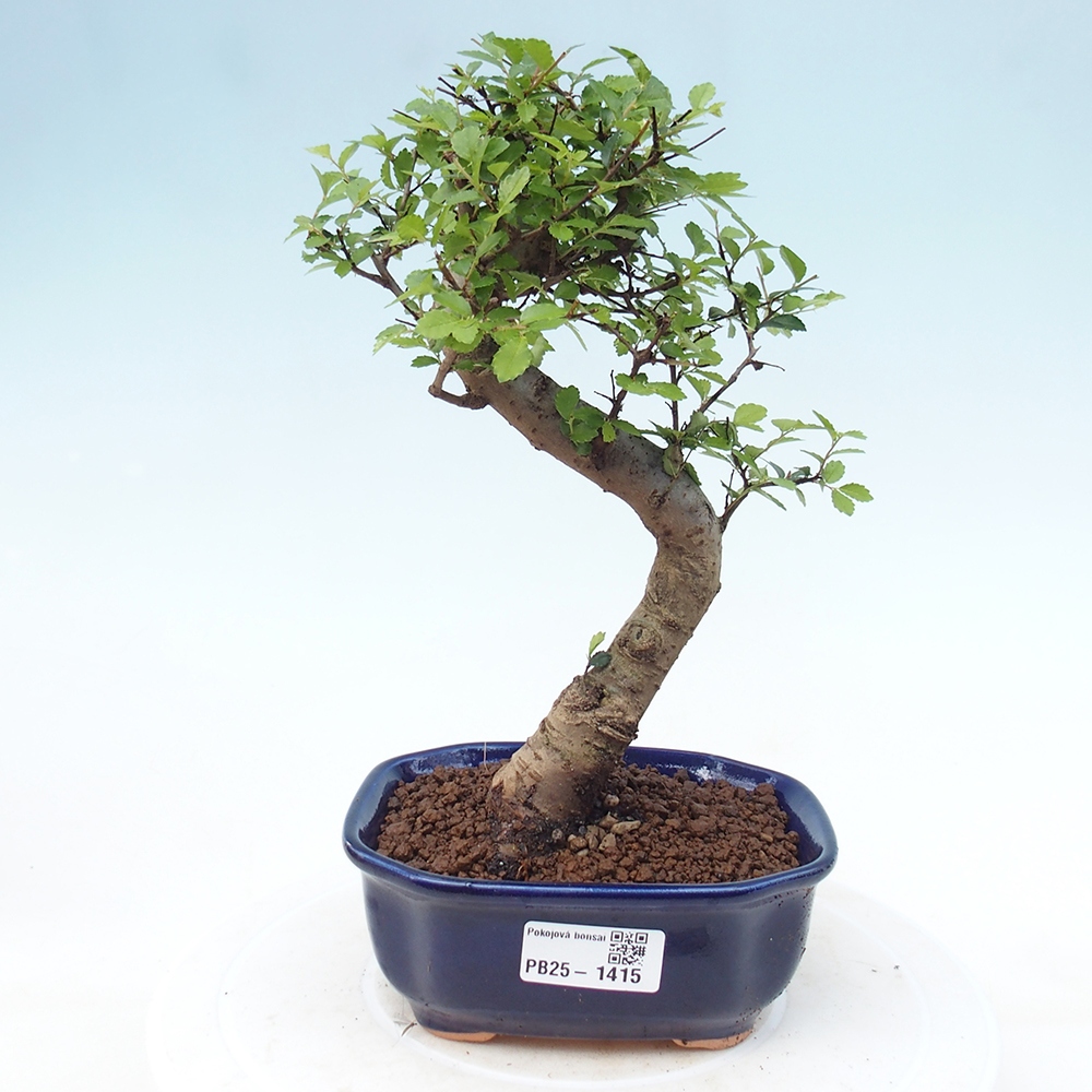 Izbová bonsai-malolistá brest 
