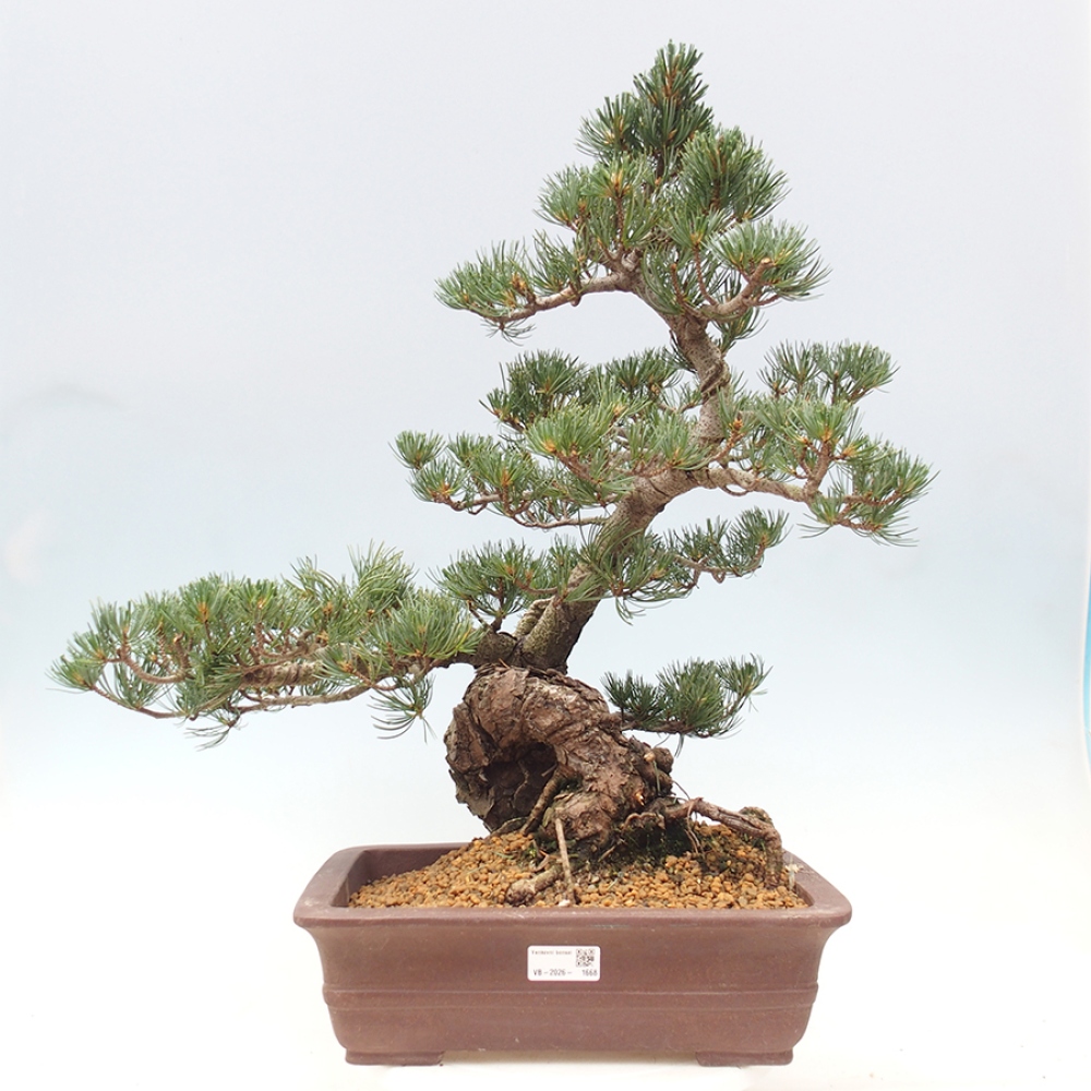 Vonkajšie bonsaje - Pinus parviflora - Pinus parviflora