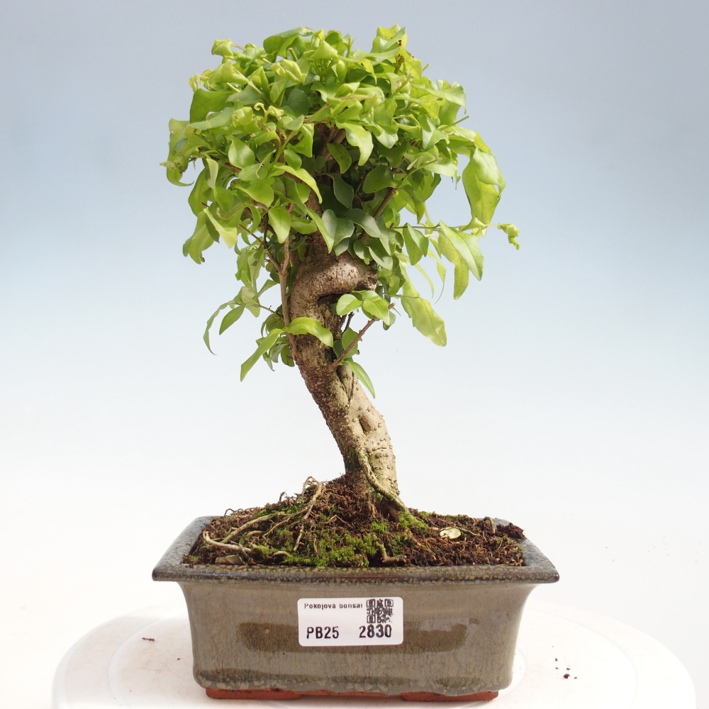 Izbová bonsai -Ligustrum chinensis - Vtáčí zob