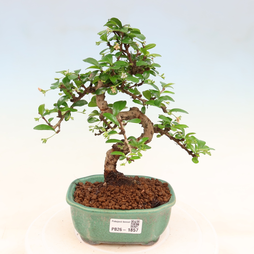 Izbové bonsaje - Carmona macrophylla - Tea fuki