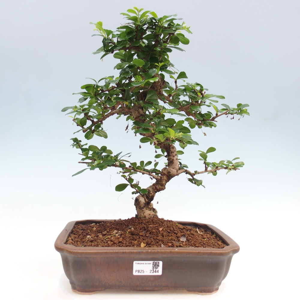 Izbová bonsai - Carmona macrophylla - Čaj fuki