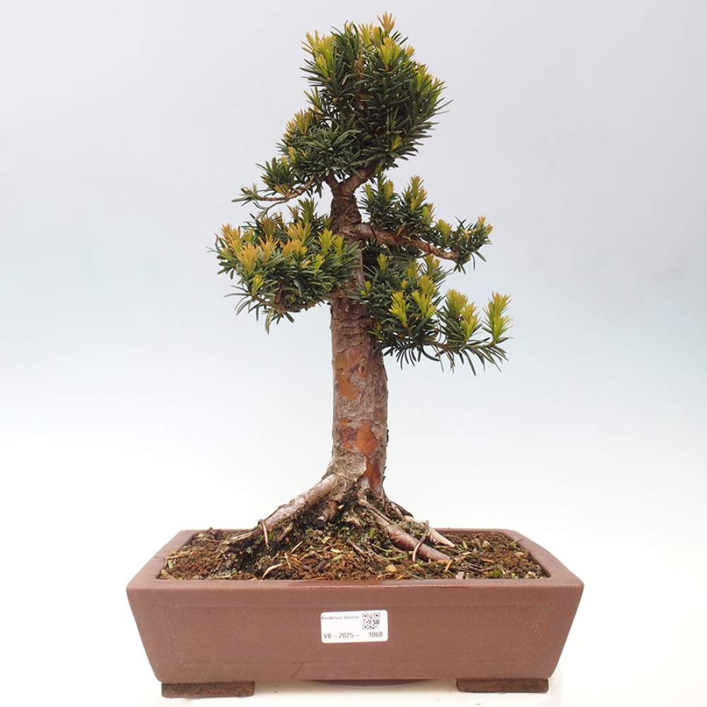 Vonkajší bonsai - Taxus cuspidata - Tis japonský