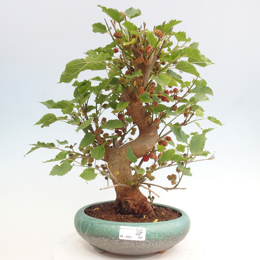 Vonkajšie bonsai -Morus albumy - moruše