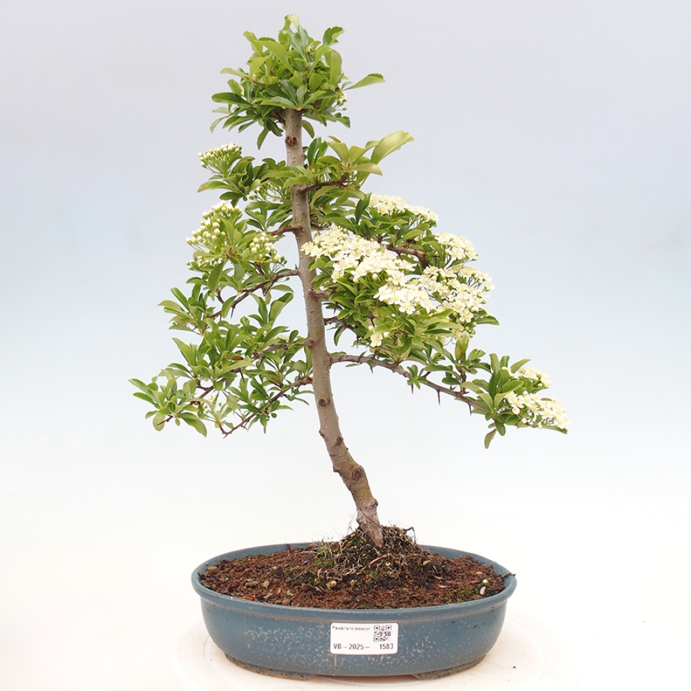 Vonkajšia bonsai-Pyracanta Teton -Hlohyně