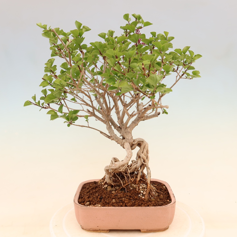 Vonkajší bonsaj - Syringa microphylla - drobnokvetý šeřík
