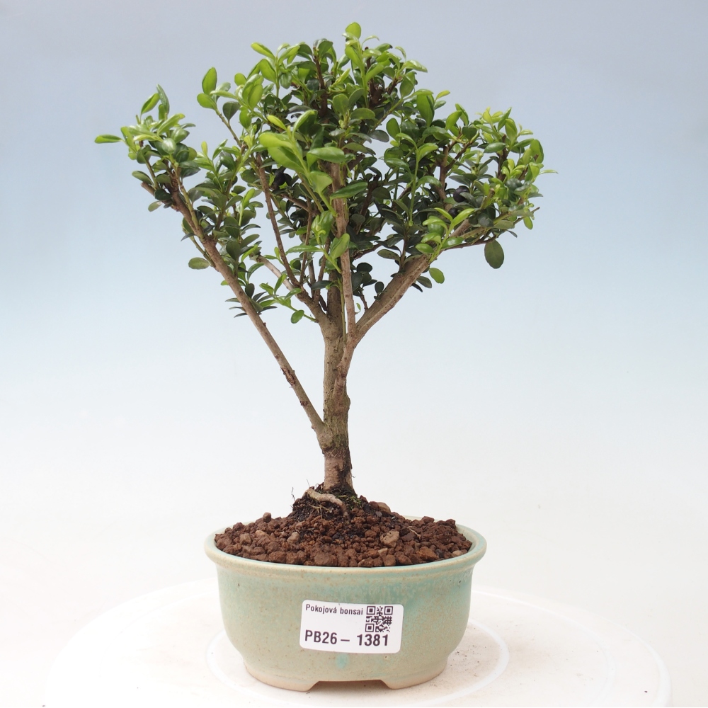 Izbový bonsaj - Ilex crenata - Cesmína