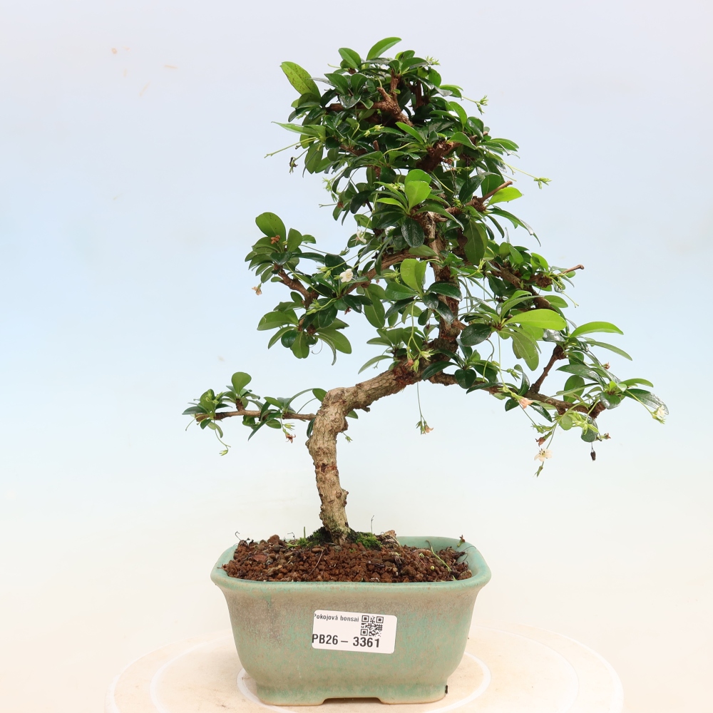 Izbové bonsaje - Carmona macrophylla - Tea fuki