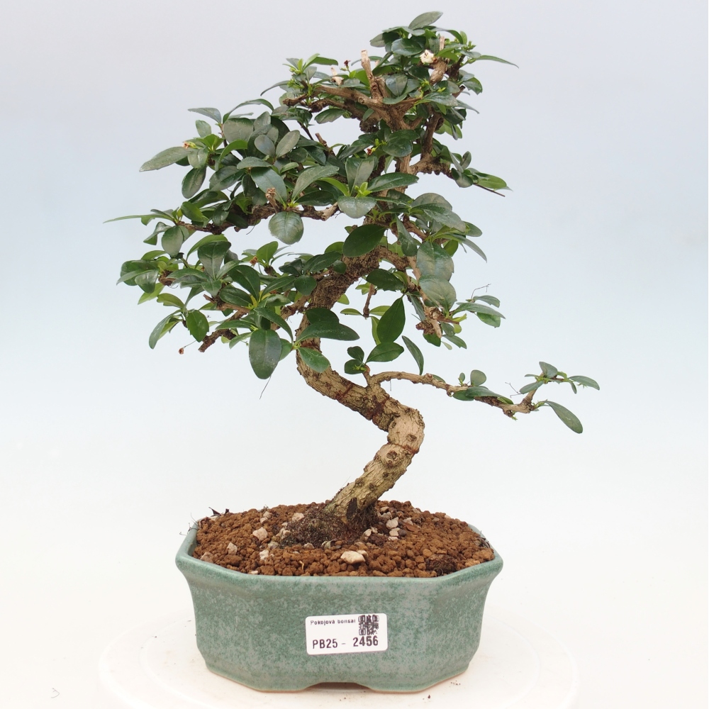 Izbová bonsai - Carmona macrophylla - Čaj fuki