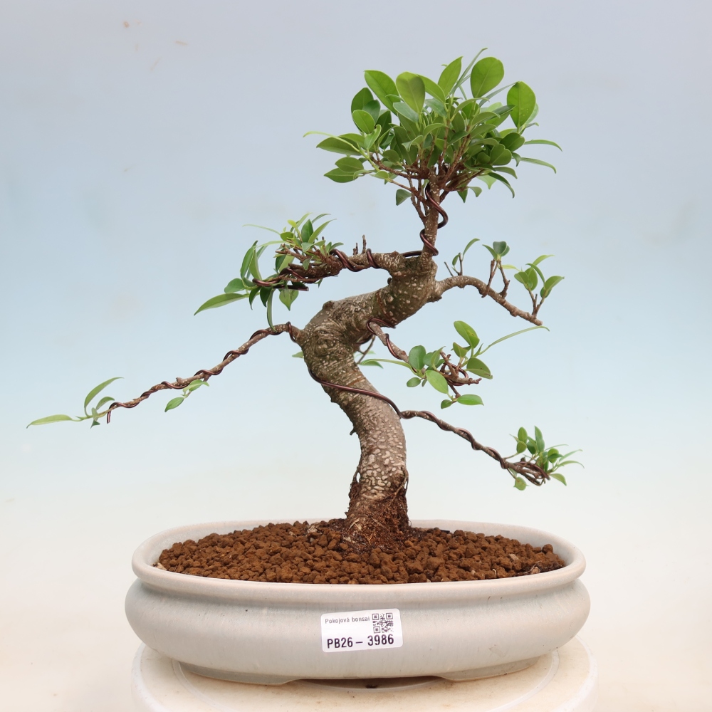 Izbové bonsaje - Ficus kimmen - drobnolistý fikus