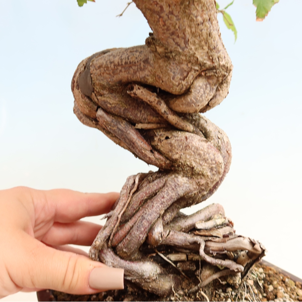 Vonkajšie bonsaje -Carpinus CARPINOIDES - Hrab kórejský