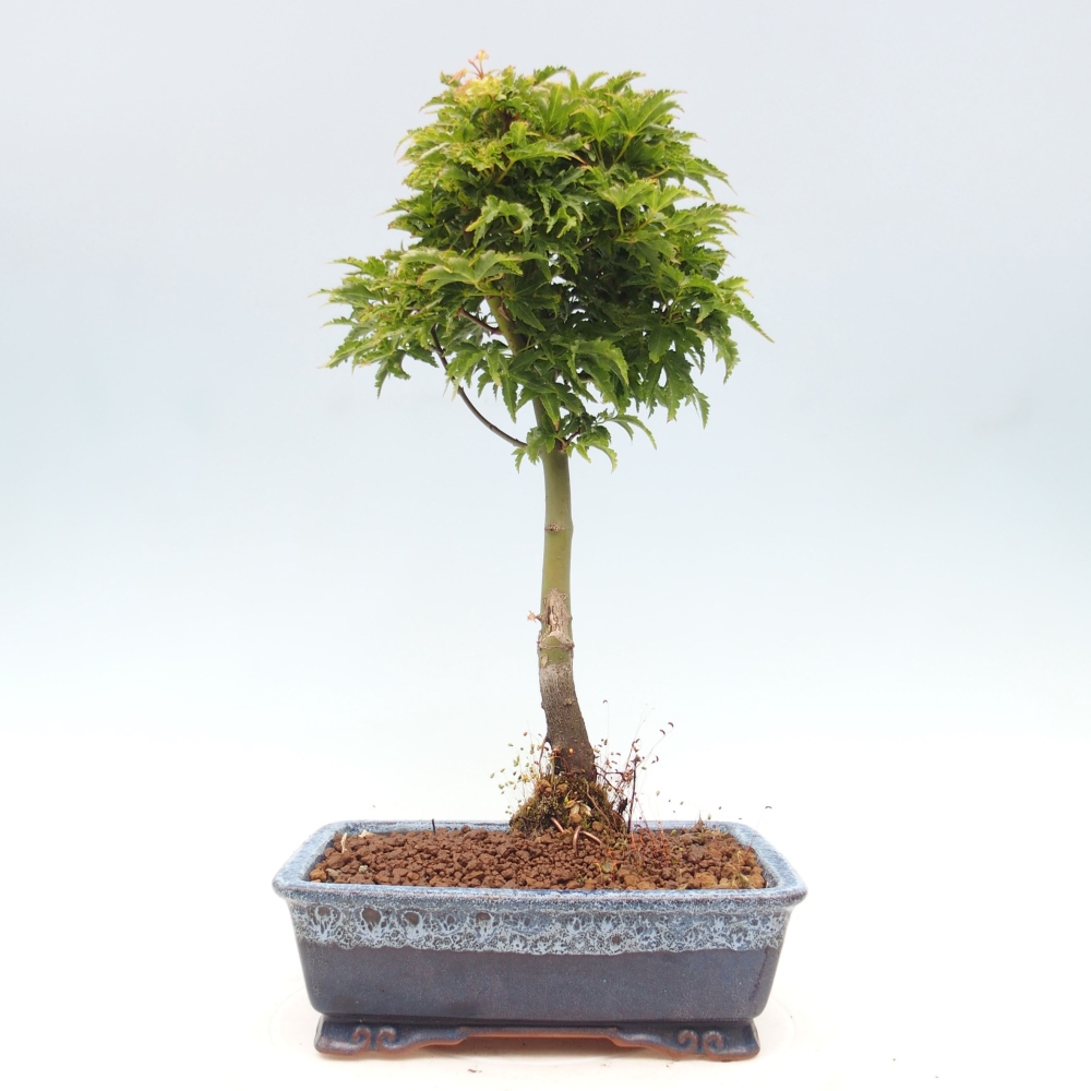 Vonkajší bonsai -Javor dlanitolistý Acer palmatum Shishigashira