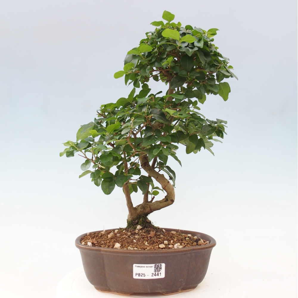Izbová bonsai -Ligustrum chinensis - Vtáčí zob