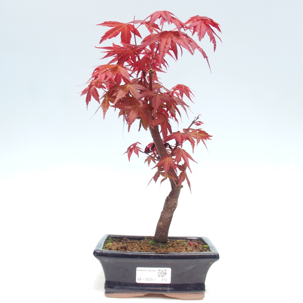 Vonkajšie bonsai - Javor dlaňolistý - Acer palmatum DESHOJO