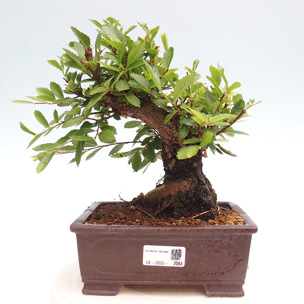 Vonkajšie bonsai - Zelkova - Zelkova Nirom