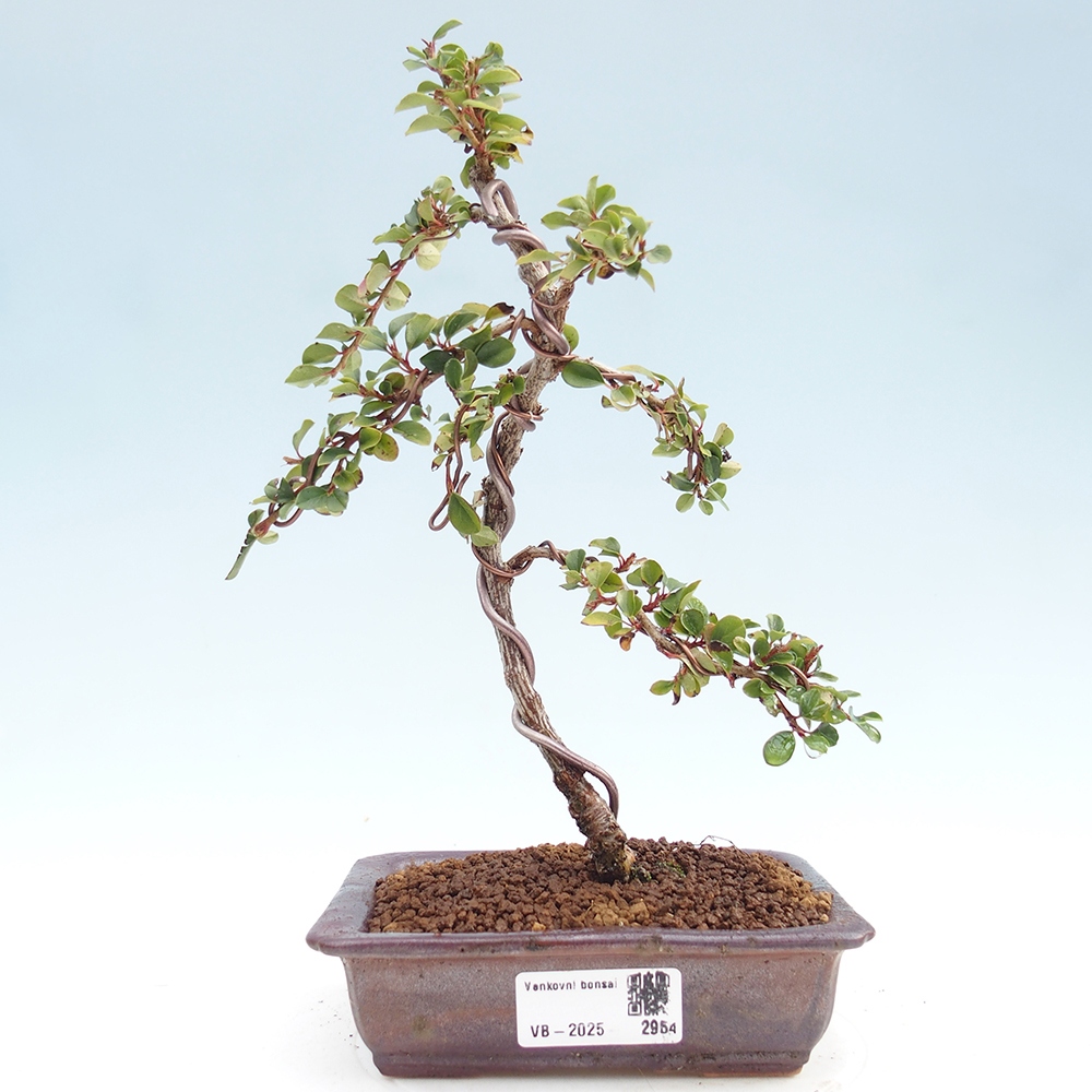 Vonkajší bonsai - Cotoneaster horizontalis - Skalník