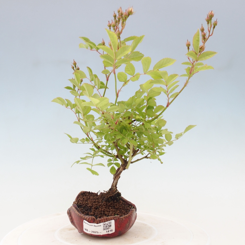 Vonkajší bonsai - Rosa sp. - malokvetá ruža