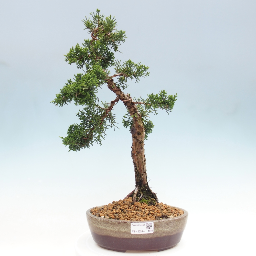 Vonkajší bonsaj - Juniperus chinensis Kishu