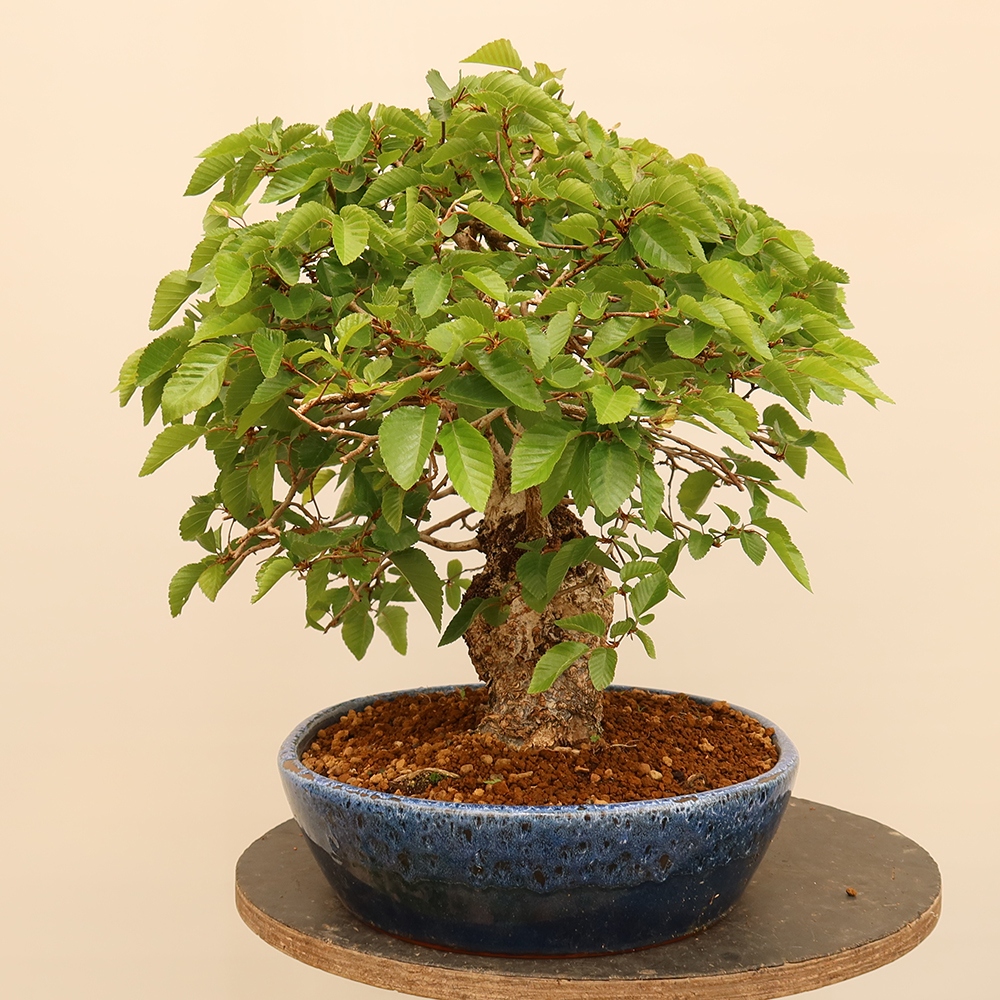Vonkajší bonsai -Carpinus Coreana - Hrab kórejský