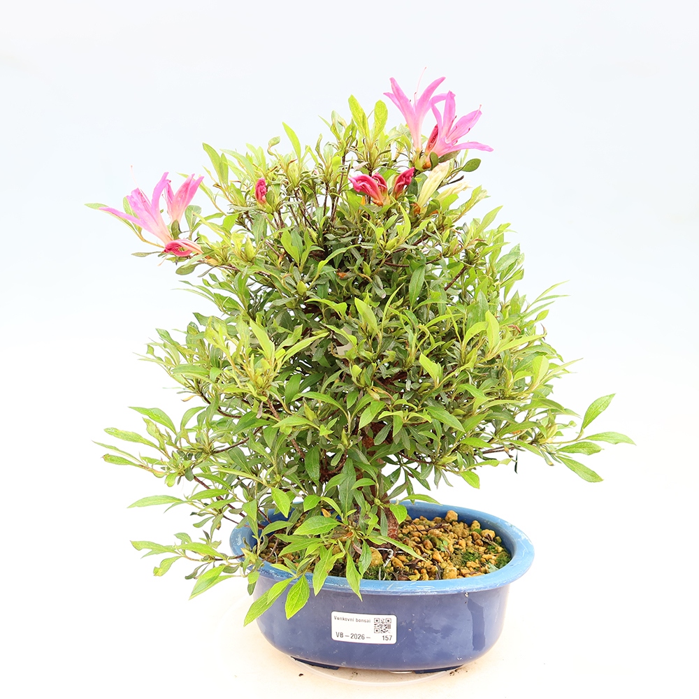 Vonkajšie bonsaje - Japonské azalky - Azalea Ryusen