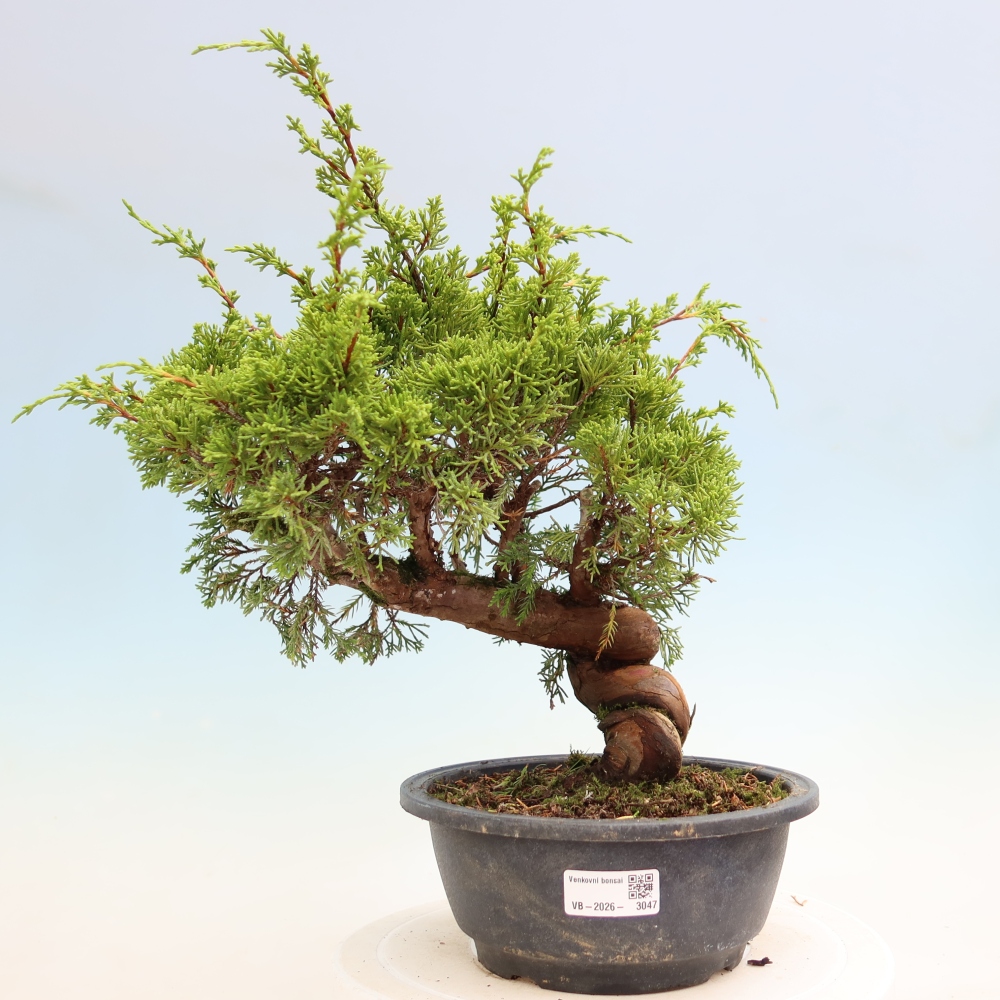 Vonkajší bonsai – Juniperus chinensis Itoigawa – čínsky jalovec