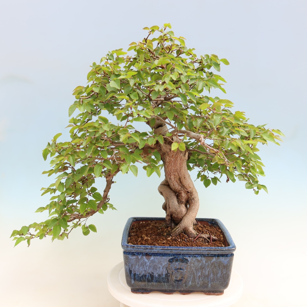Vonkajší bonsaj -Carpinus coreana - Hrab kórejský