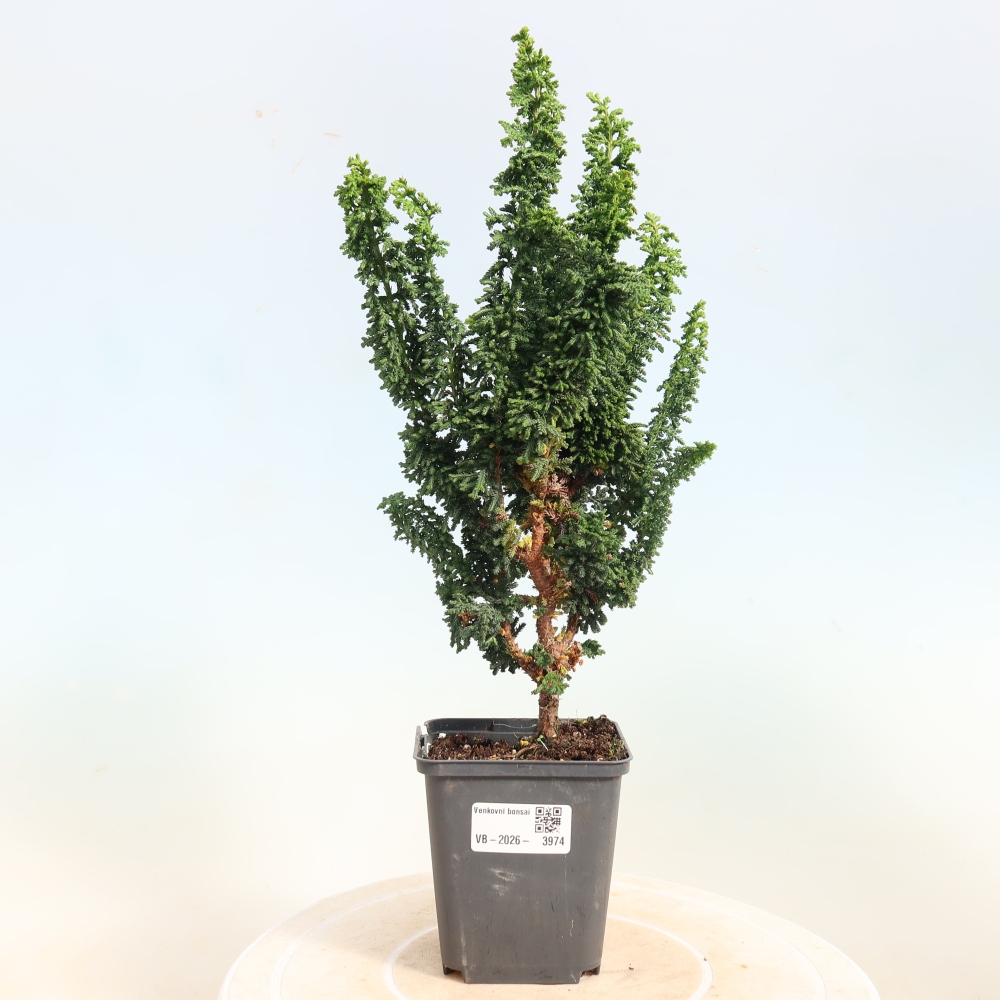 Vonkajší bonsaj - Cham. obtusa SEKKA HINOKI - Cypruštek