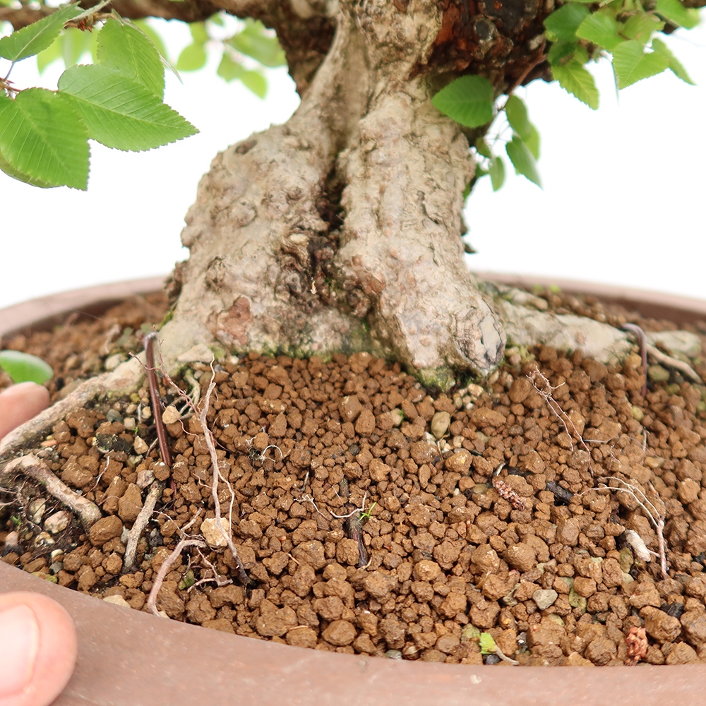 Vonkajší bonsai -Carpinus Coreana - Hrab kórejský